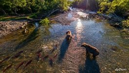 Bears on Kurile Lake
