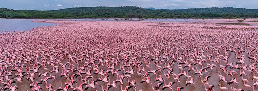 Flamingo, Kenya, Lake Bogoria - AirPano.com • 360 Degree Aerial Panorama • 3D Virtual Tours Around the World
