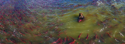 The Land of Bears, Kurile Lake, Kamchatka, Russia - AirPano.com • 360 Degree Aerial Panorama • 3D Virtual Tours Around the World