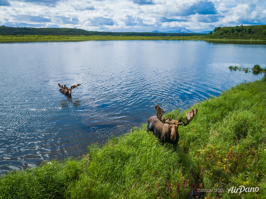 Moose on Kronotskoye Lake