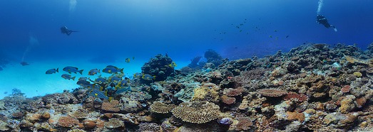 Underwater Shooting on the Maldives. Coral reefs • AirPano.com • 360 Degree Aerial Panorama • 3D Virtual Tours Around the World