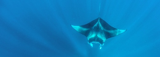 Manta Rays, Maldives - AirPano.com • 360 Degree Aerial Panorama • 3D Virtual Tours Around the World