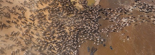  The Great Migration, Kenya - AirPano.com • 360 Degree Aerial Panorama • 3D Virtual Tours Around the World