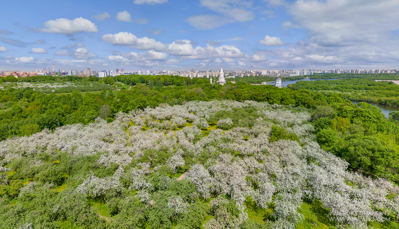 Цветение яблоневых садов. Москва, Коломенское