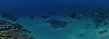 Underwater Maldives. Stingrays