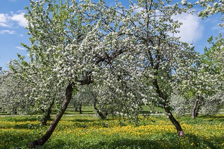 Moscow, Kolomenskoye. Blooming apple orchards