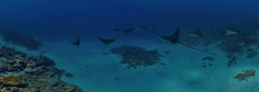 Underwater Maldivas. Stingrays - AirPano.com • Grado Panorama 360 Aerial • 3D Virtual Tours en el Mundo
