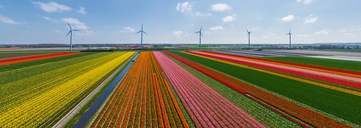 Holland. The country of tulips - AirPano.com • 360 Degree Aerial Panorama • 3D Virtual Tours Around the World