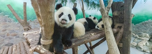 Chengdu Research Base of Giant Panda Breeding, China