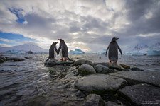 Penguins in Antarctica #2