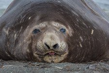 Sea elephant #2 Sea elephant #2