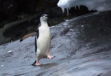 Penguins in Antarctica #42