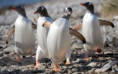 Penguins in Antarctica #56