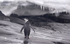 Chinstrap penguin and snowfall