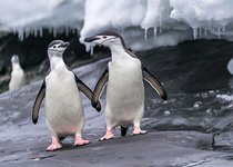 Penguins in Antarctica #43
