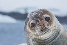 Seal #3 Seal #3