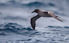 Albatross above waters of the Southern Ocean Albatross above waters of the Southern Ocean