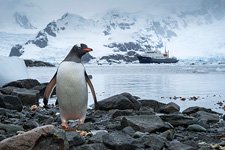 Penguins in Antarctica #45