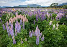 Field of lupines