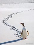 New Zealand yellow-eyed penguin New Zealand yellow-eyed penguin