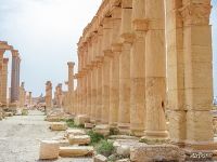 Columns in Ancient Palmyra