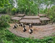 Giant Panda Cub Enclosure