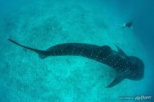 The whale shark The whale shark