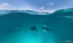 Manta rays. Split panorama. Maldives