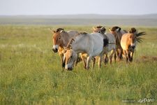 French harem group of Przewalski's horses in the Reintroduction Center in the Pre-Ural Steppe