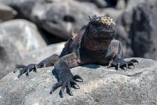 Galápagos marine iguana Galápagos marine iguana