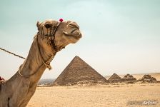 Camel and the pyramids