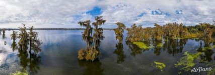 Cypress lake in Louisiana