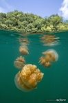 Golden jellyfishes. Split