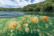 Split with Jellyfishes