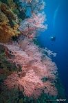 Corals #8