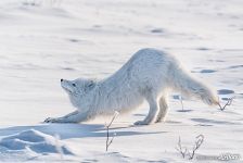 Arctic fox, Animals of Polar Urals #6