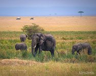 Elephants #5