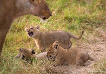 Young lions #4 Young lions #4