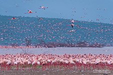 Flamingo, Kenya, Lake Bogoria #11
