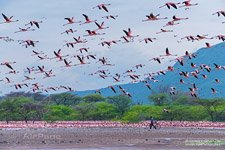 Flamingo, Kenya, Lake Bogoria #26
