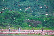 Flamingo, Kenya, Lake Bogoria #28 Flamingo, Kenya, Lake Bogoria #28