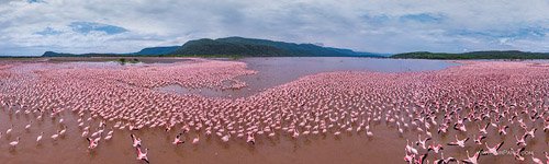 Flamingo, Kenya, Lake Bogoria #8