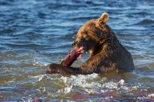 Bear and sockeye salmon