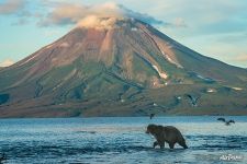 Bear and Ilyinsky Volcano