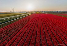 Tulip fields in Netherlands #8