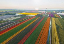 Tulip fields in Netherlands #5