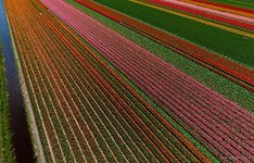 Tulip fields in Netherlands #12