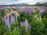 Lupins world, New Zealand • AirPano.com • Photo