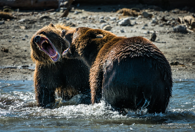 Bears in the Kronotsky Reserve, Kamchatka