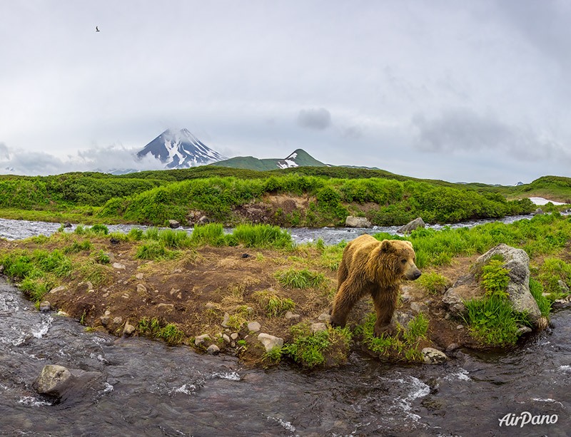 Bear at Kambalnaya River